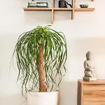 Suburban Casa * Mantouki