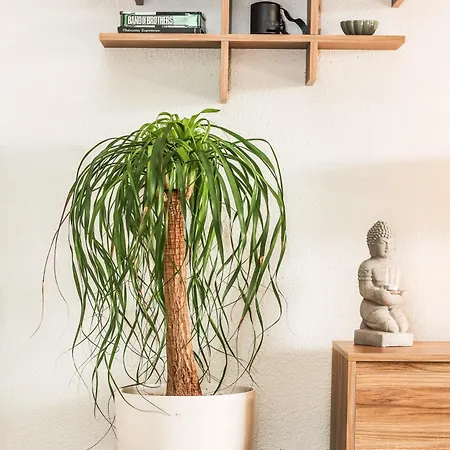 Suburban Casa * Mantouki